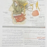 آناتومی گری برای دانشجویان سر و گردن جلد سوم  2024