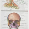 آناتومی گری برای دانشجویان سر و گردن جلد سوم  2024
