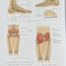 آناتومی گری برای دانشجویان اندام جلد دوم 2024 (اسکلتی-عضلانی)