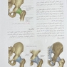 آناتومی گری برای دانشجویان اندام جلد دوم 2024 (اسکلتی-عضلانی)