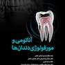آناتومی و مورفولوژی دندان  ها