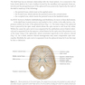 2024-2025 Basic and Clinical Science Course, Section 5: Neuro-Ophthalmology