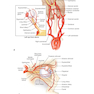 2024-2025 Basic and Clinical Science Course, Section 5: Neuro-Ophthalmology