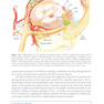 2024-2025 Basic and Clinical Science Course, Section 5: Neuro-Ophthalmology