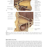 2024-2025 Basic and Clinical Science Course, Section 7: Oculofacial Plastic and Orbital Surgery