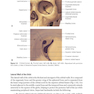 2024-2025 Basic and Clinical Science Course, Section 7: Oculofacial Plastic and Orbital Surgery