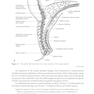 2024-2025 Basic and Clinical Science Course, Section 8: External Disease and Cornea