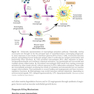 2024-2025 Basic and Clinical Science Course, Section 9: Uveitis and Ocular Inflammation