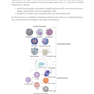 2024-2025 Basic and Clinical Science Course, Section 9: Uveitis and Ocular Inflammation