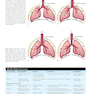 Nelson Textbook of Pediatrics, The Respiratory System ,22nd Edition