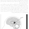 هشت ناحیه کلیدی مغزدر بیماری و سلامت روان