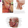 The Art and Science of Facelift Surgery 2nd Edition 2024