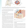 Sabiston and Spencer Surgery of the Chest 10th Edition