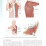 Sabiston and Spencer Surgery of the Chest 10th Edition