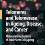 Telomeres and Telomerase in Aging, Disease, and Cancer: Molecular Mechanisms of Adult Stem Cell Ageing